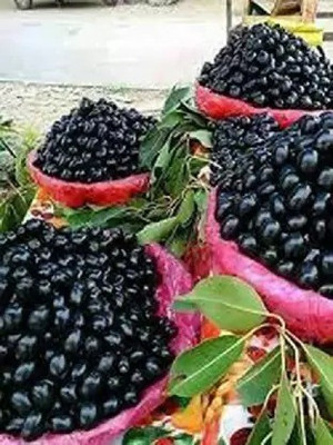 MAA Black Plum, Kala Jamun, Java Plum Seed(20 per packet)
