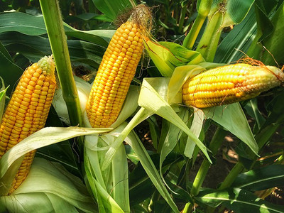 SimXotic Desi Corn Vegetable Fine Seeds - 30 Seeds Seed(30 per packet)