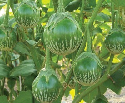 UGRA Thai eggplant Seed (Superfrog) Seed(2000 per packet)