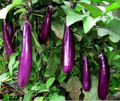 UGRA Brinjal Seed(150 per packet)