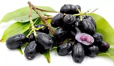 Chalisa Black Plum, Kala Jamun, Java Plum Seed(37 per packet)