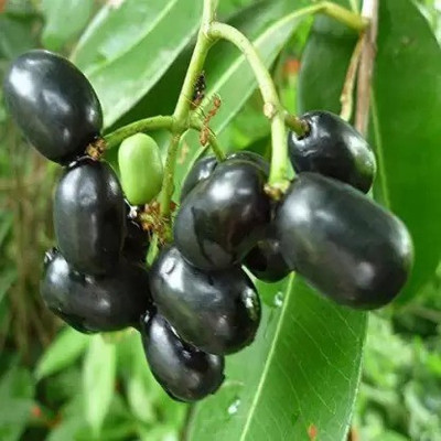MAA Black Plum, Kala Jamun, Java Plum Seed(27 per packet)