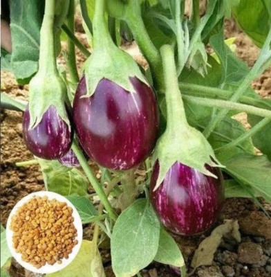 UGRA Brinjal Vegetable Seed(4000 per packet)