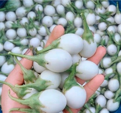 UGRA Thai White Eggplant Seed(4000 per packet)