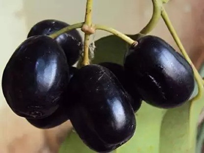 MAA Black Plum, Kala Jamun, Java Plum Seed(17 per packet)