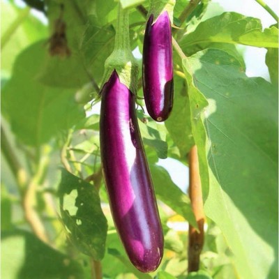 UGRA Long Purple Eggplant Seed(4000 per packet)