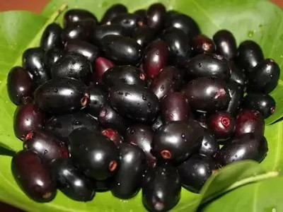 Aro Black Plum, Kala Jamun, Java Plum Seed(20 per packet)