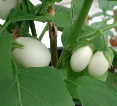 UGRA Thai White Eggplant Seed(400 per packet)