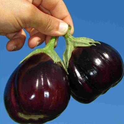 UGRA Brinjal/Eggplant Vegetable Seed(1500 per packet)