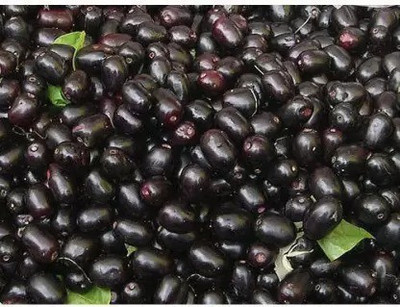 MAA Black Plum, Kala Jamun, Java Plum Seed(21 per packet)