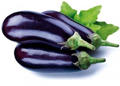 UGRA Brinjal Seed(4000 per packet)