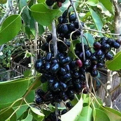 Chalisa Black Plum, Kala Jamun, Java Plum Seed(16 per packet)