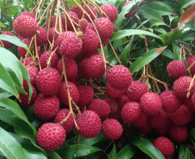 MKR Enterprises Lychee Seed(20 per packet)
