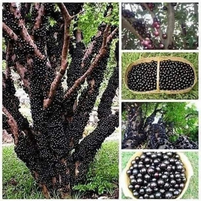 PLANTTOOZS Echeveria Black Prince Plant(Hybrid, Pack of 1)