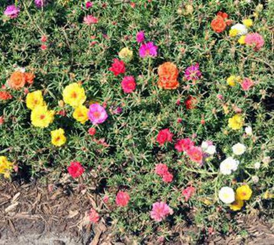 gorgeous moment Portuluca Mixed / Rose Seed Seed(25 per packet)
