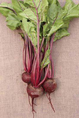 TRICONE Beetroot Seed(100 per packet)