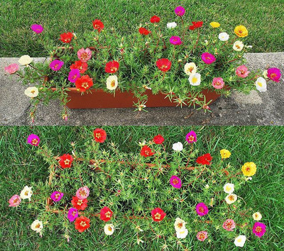 gorgeous moment Portuluca Mixed / Rose Seed Seed(25 per packet)