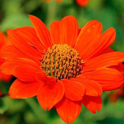 Mozette Tithonia Flower Seed(53 per packet)