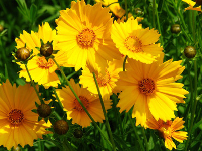 Mozette Coreopsis Flower Seed(17 per packet)