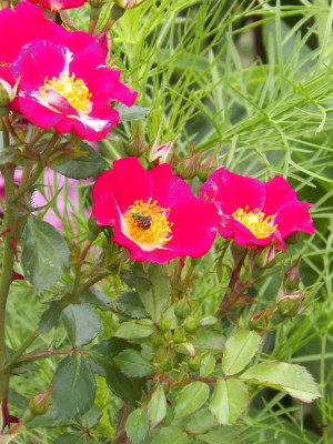 gorgeous moment Portuluca Mixed / Rose Seed Seed(25 per packet)