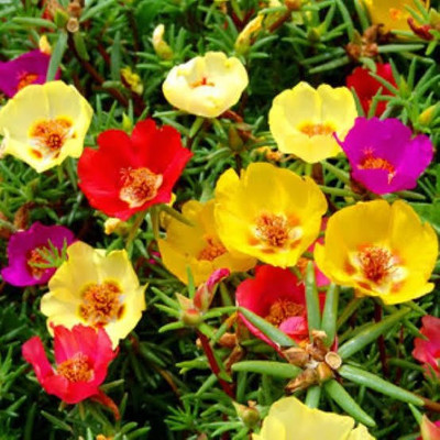 gorgeous moment Portuluca Mixed / Rose Seed Seed(25 per packet)