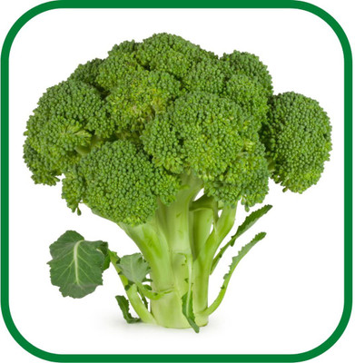 TRICONE Broccoli Seed(5000 per packet)