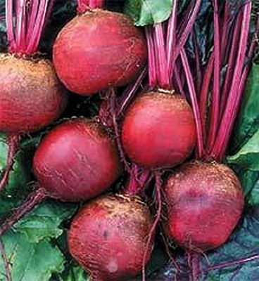TRICONE Beetroot Seed(100 per packet)