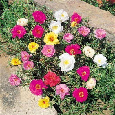 gorgeous moment Portuluca Mixed / Rose Seed Seed(25 per packet)