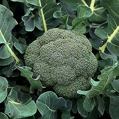 TRICONE Broccoli Seed(50 per packet)