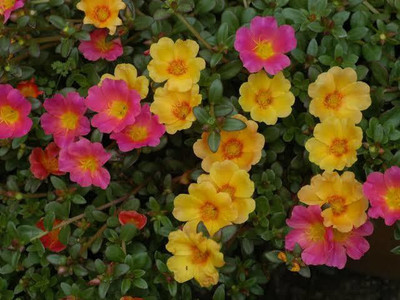 gorgeous moment Portuluca Mixed / Rose Seed Seed(25 per packet)