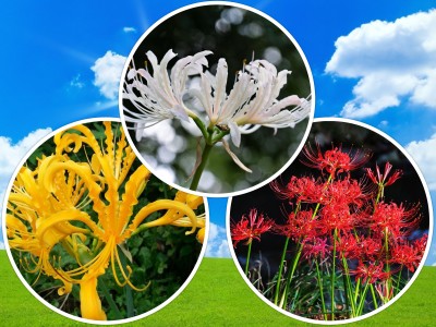 Udanta Lycoris Good for Indian Climate Best Blooms in Summer | Pack of 35 Flower Bulbs Seed(35 per packet)