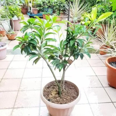 MAA Chikoo, Sapota, Chiku Seed(31 per packet)