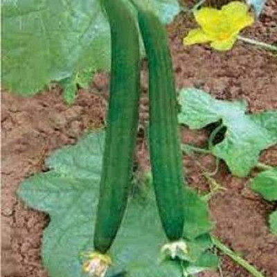 MKR Enterprises Tori Seed(200 per packet)
