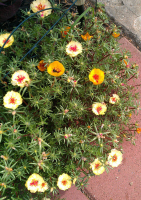 gorgeous moment Portuluca Mixed / Rose Seed Seed(25 per packet)