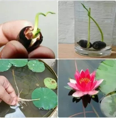 Aro Lotus, Kamal Seed(46 per packet)