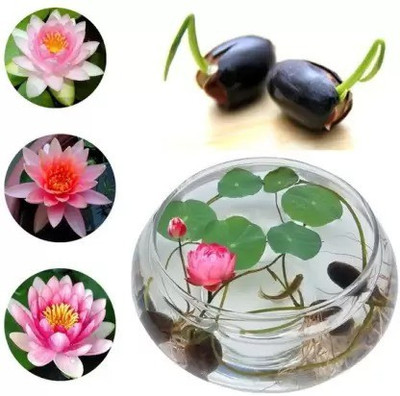 Aro Lotus, Kamal Seed(16 per packet)