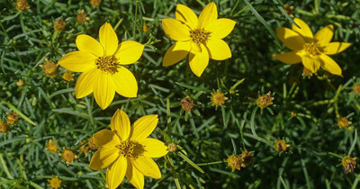 Paudha Coreopsis Flower Seed(51 per packet)