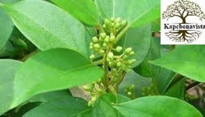 Kapebonavista GURMAR-SIRU KURINZAN GYMNEMA SYLVESTRE plant, it is a plant not a seed Seed(1 per packet)