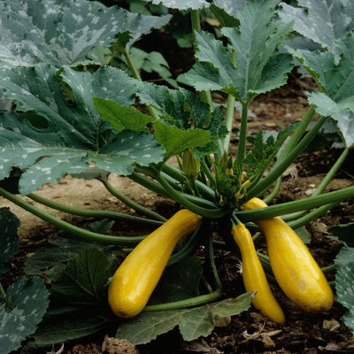 VibeX ® RXI-592 Squash Yellow Zucchini Seeds Seed(100 per packet)