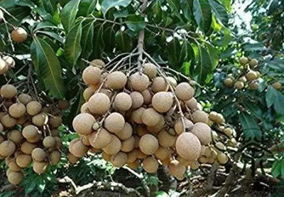 Aro Chikoo, Sapota, Chiku Seed(40 per packet)