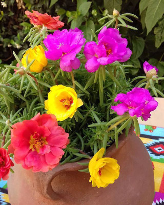 gorgeous moment Portuluca Mixed / Rose Seed Seed(25 per packet)