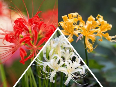 Udanta Lycoris | Superba & Attractive Flower Bulbs | Pack of 100 Bulbs Seed(100 per packet)