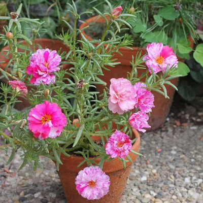 gorgeous moment Portuluca Mixed / Rose Seed Seed(25 per packet)