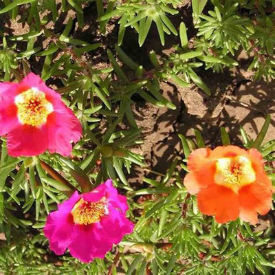 gorgeous moment Portuluca Mixed / Rose Seed Seed(25 per packet)