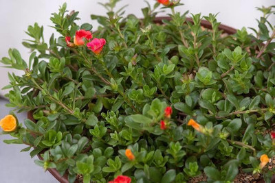 gorgeous moment Portuluca Mixed / Rose Seed Seed(25 per packet)