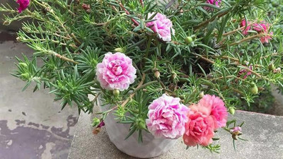 gorgeous moment Portuluca Mixed / Rose Seed Seed(25 per packet)