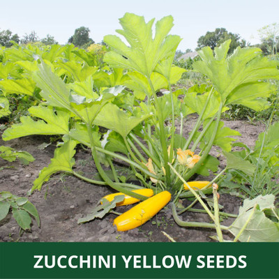 VibeX ® VXI-622 ZUCCHINI -YELLOW -SUMMER SQUASH Seed(100 per packet)