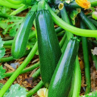 VibeX ® RXI-627 Squash (Summer) - Black Beauty Zucchini Seed(100 per packet)