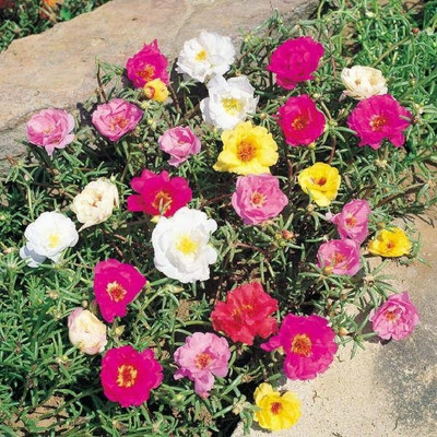 gorgeous moment Portuluca Mixed / Rose Seed Seed(25 per packet)
