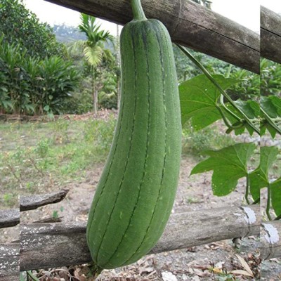 MKR Enterprises Spong Gourd Seed(50 per packet)